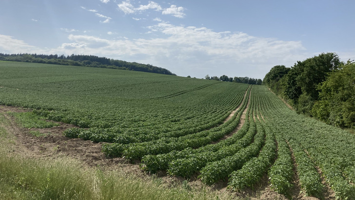 Auf dieser Freifläche könnten fünf Megawatt gebaut werden. - © Milk the Sun
