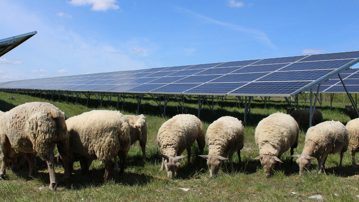 Die Weidenutzung der Solarflächen ist Teil des Konzepts, um die Brachen zu beleben. - © Baywa r.e.