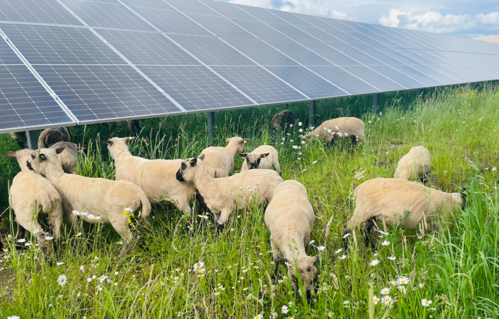 Natürliche Rasenmäher bei der Arbeit. Die Herde von Schäfer Manfred Philipps . - © ABO Energy