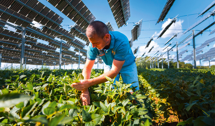 Landwirt Sylvain Raison ist zufrieden mit den Erträgen der Sojabohnen, die er unter den Solarmodulen angebaut hat. - © Foto: TSE