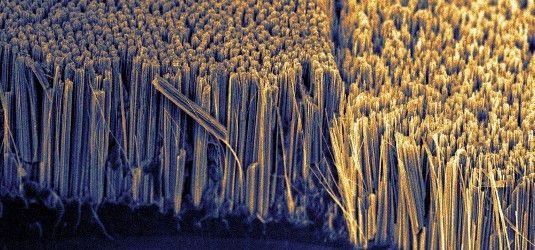 Wie ein Teppich wachsen die Nanoröhrchen auf der Oberfläche der Solarzelle. Sie sind eine ideale Lichtfalle. Die Reflexionsverluste sinken erheblich. Gut 90 Prozent des Sonnenlichts werden eingefangen. - © Institut für Photonische Technologien der Universität Jena (IPHT)
 Wie ein Teppich wachsen die Nanoröhrchen auf der Oberfläche der Solarzelle. Sie sind eine ideale Lichtfalle. Die Reflexionsverluste sinken erheblich. Gut 90 Prozent des Sonnenlichts werden eingefangen.