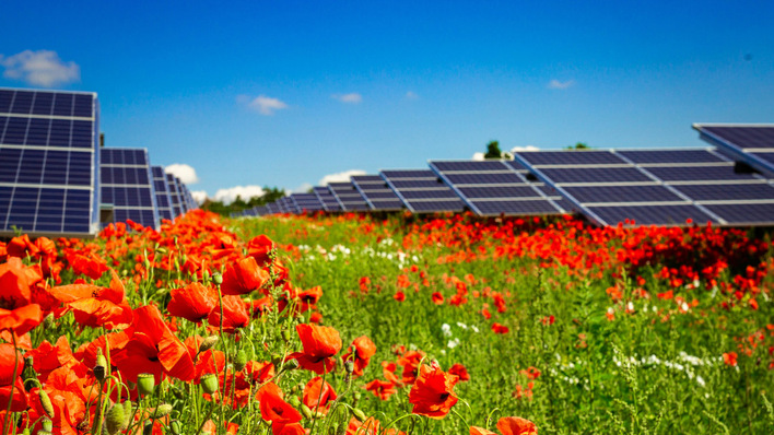© Jan Roeder In Solarparks finden jede Menge Pflanzen und Tiere ein Zuhause.