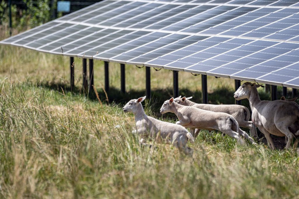 © EnBW, Uli Deck Der Solarpark in Zwiefaltendorf nutzt Schafe zur Rasenpflege.