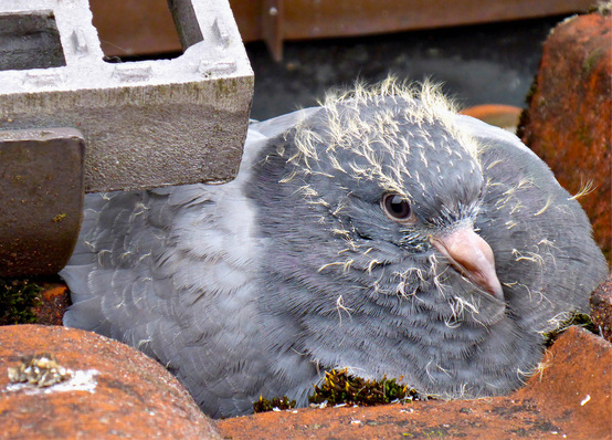 © Foto: Mattstedt Tauben lieben Solaranlagen als gut geschützte Brutstätten.
