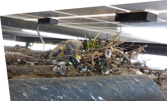 Ein kleiner Vogel nistet sich zwischen Zweigen und Trümmern unter Solarmodulen ein. - © Foto: Mattstedt