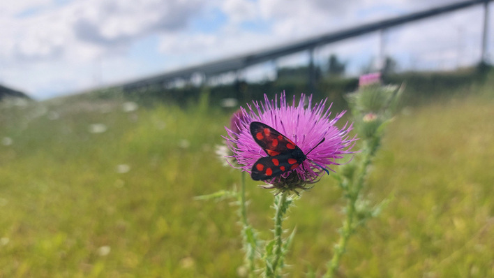 © Rolf Peschel In den Solarparks haben die Studienautoren viele Pflanzen- und Tierarten gefunden, die von den Landwirtschaftsflächen vertrieben wurden.