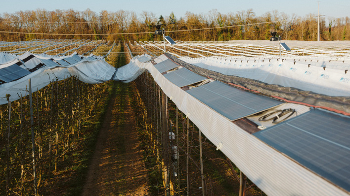 © Lars Maurer/Fraunhofer ISE Die leichten Module werden direkt auf die Konstruktion montiert, die eigentlich für die Hagelschutznetze und Schutzfolien gebaut wurden.