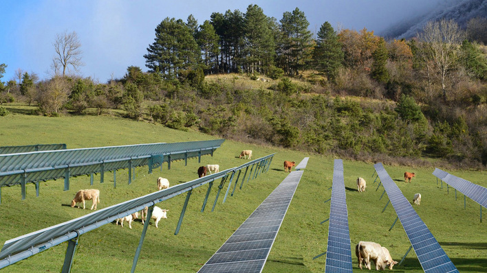 © AG Quaim/Uni Bonn Die Befragten bekamen solche Fotos zu sehen. Hier wurde in die Wiese mit grasenden Kühen eine Solaranlage hineinmontiert.