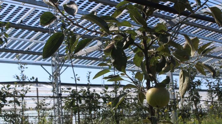 © Fraunhofer ISE Wenn die Solarmodule semitransparent sind, gedeihen unter ihnen auch Äpfel ausgezeichnet.
