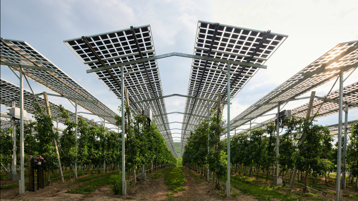 © Bernd Schumacher Vor allem Dauerkulturen wie diese Apfelbäume in Kressbronn profitieren von der Agri-PV.