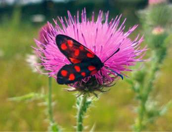 Ein schwarzer Nachtfalter mit roten Flecken ruht auf einer leuchtend violetten Distelblüte. - © Foto: Rolf Peschel
